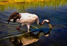 red-crowned crane, red crowned crane, reflective