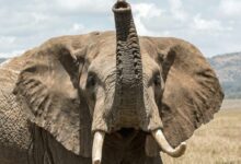 elephant on grass field