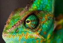 green and yellow chameleon