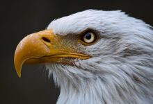 bald eagle, bird, raptor
