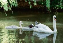 a couple of white swans swimming on top of a lake