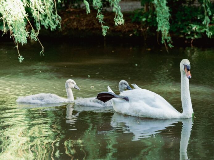 a couple of white swans swimming on top of a lake
