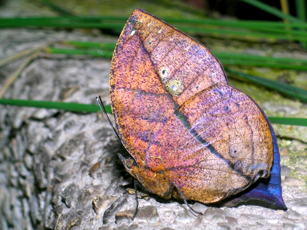 Dead Leaf Butterfly - NeposlušnéTlapky