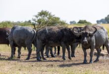 buffalo, uganda, nature