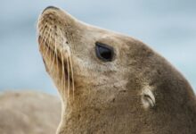 brown seal