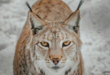 Wild lynx with white and brown fur standing on snowy terrain in countryside in winter day while looking at camera with yellow eyes