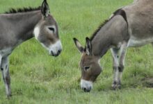 brown and white horse eating grass on green grass field during daytime