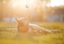 a dog laying in the grass with a butterfly flying overhead