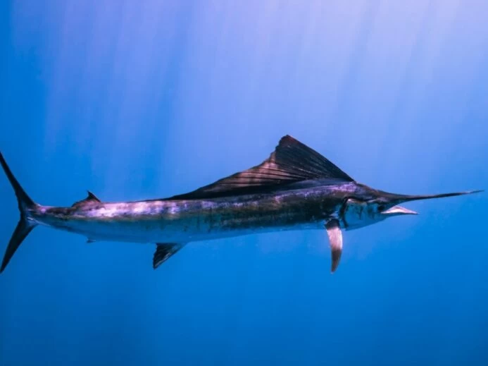 a large fish is swimming in the water