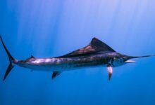 a large fish is swimming in the water