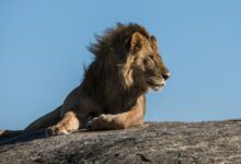 lion laying on ground facing sideways