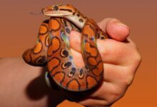 line, rainbow boa, reptile
