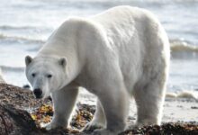 polar bear on seashore