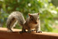 Selective Focus Photography of Brown Squirrel