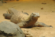 Comodo dragon