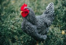 black and white rooster on green grass during daytime