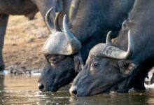 water buffalos