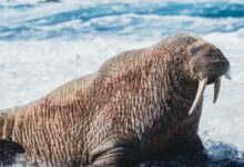 a walrus in the water with its mouth open