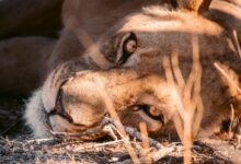 brown lion lying on ground covered with snow during daytime