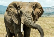 gray elephant on brown grass field