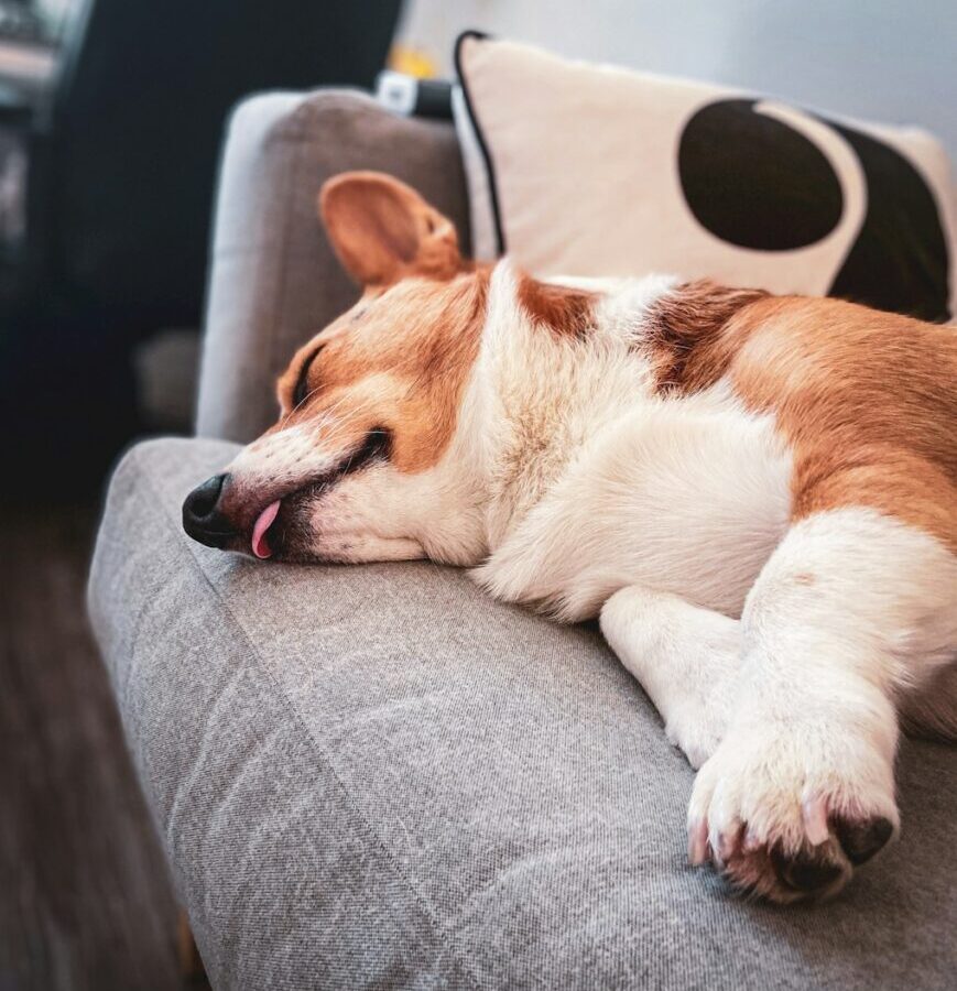 a brown and white dog laying on top of a couch