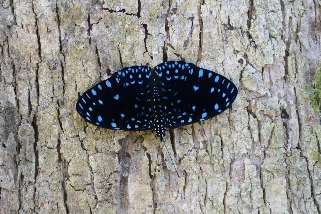 Starry Night Cracker (Hamadryas laodamia) male (28649886381) - NeposlušnéTlapky