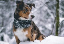 brown, black, and white puppy standing on snow