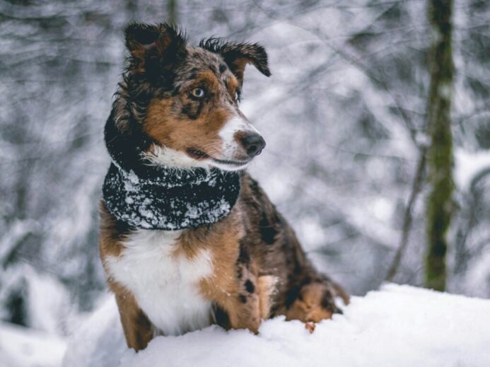 brown, black, and white puppy standing on snow