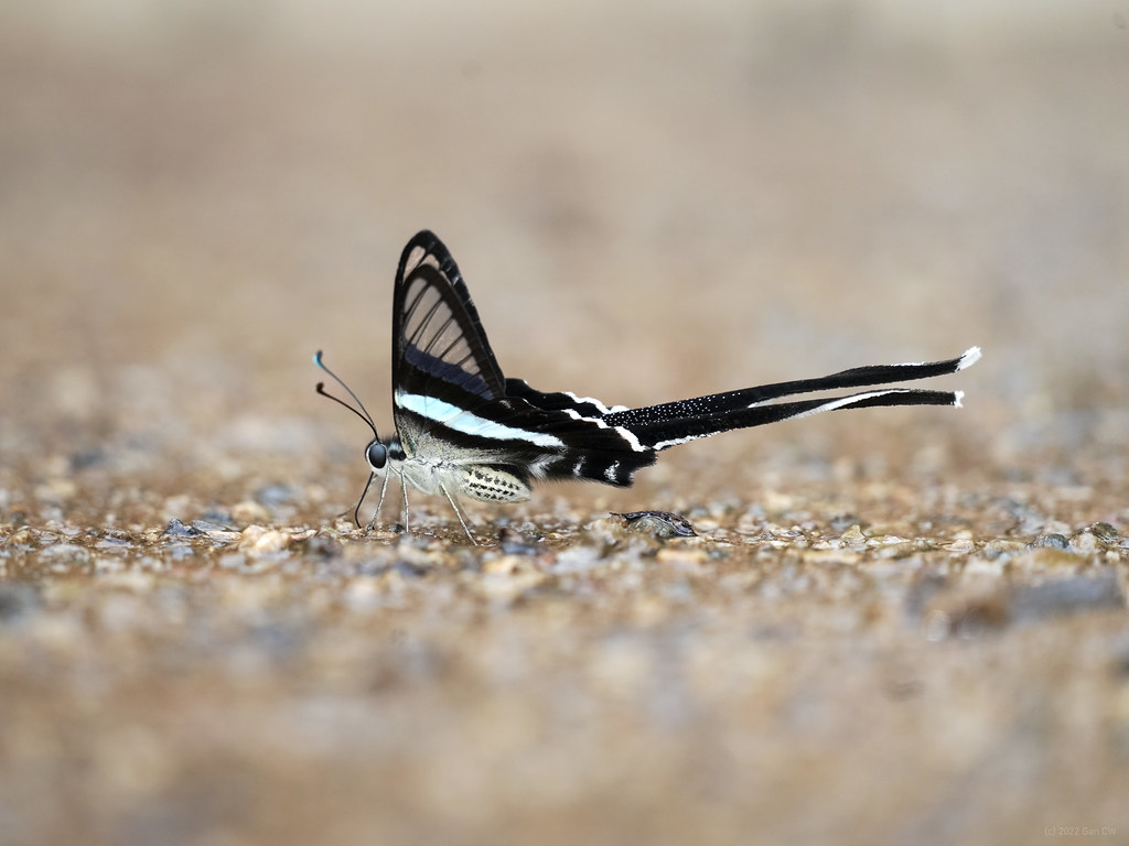 Lamproptera meges (Green Dragontail Butterfly) - NeposlušnéTlapky