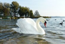 mute swan on water