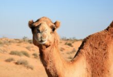 brown camel on brown field during daytime