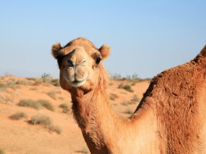 brown camel on brown field during daytime
