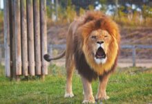 lion standing on grass field