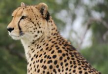adult cheetah near trees