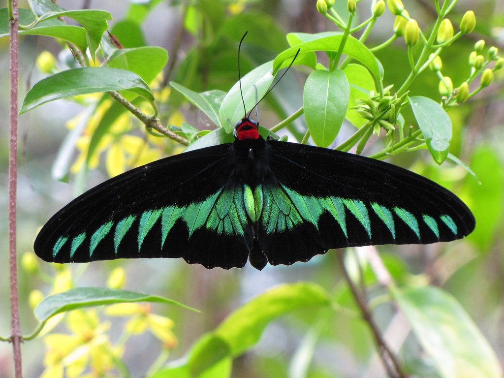Rajah Brooke's Birdwing (Trogonoptera brookiana) - NeposlušnéTlapky
