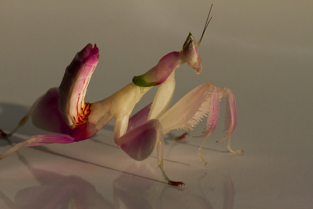 Orchid Mantis (Hymenopus coronatus) - NeposlušnéTlapky