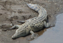 Crocodile