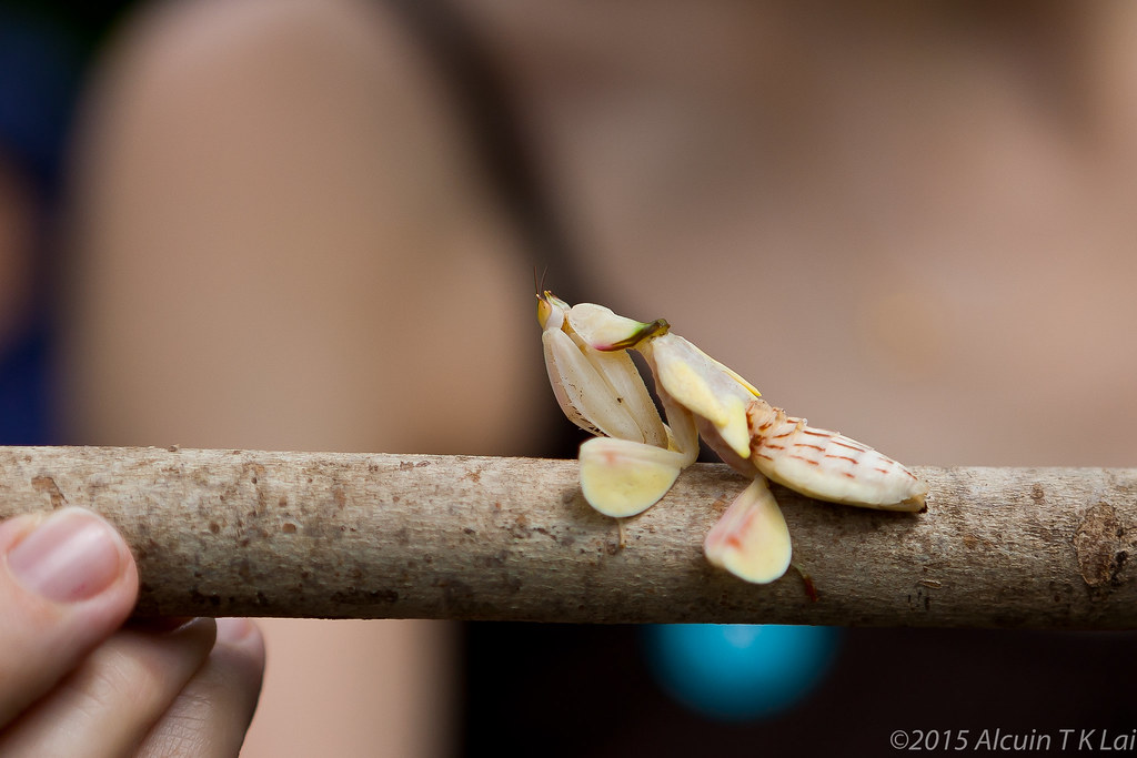 penang-orchid-mantis-ef-24-70mm-f28l-5d-cr-3234 - NeposlušnéTlapky