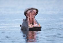 brown and black animal on water during daytime