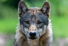 brown and black wolf on green grass during daytime