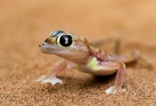 a small lizard with a black eye sitting on the ground