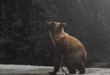 brown bear cub