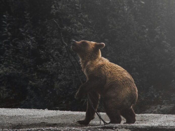 brown bear cub