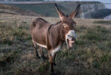 brown donkey