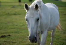 white horse on green grass field during daytime