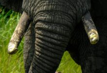 grey elephant on green grass closeup photography