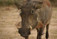 a warthog with a baby warthog in its mouth