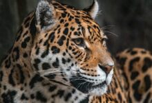 brown and black leopard in close up photography