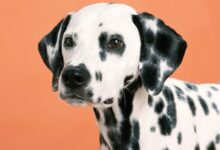 black and white dalmatian dog