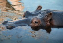 black and brown animal on water during daytime